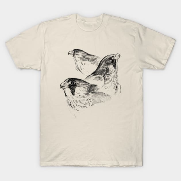 Three Peregrines Art Sketch T-Shirt by RebeccaLatham